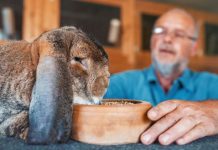 man geeft konijn te eten