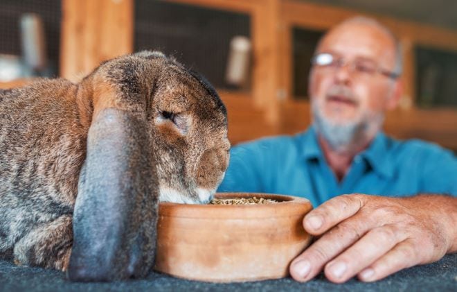 Foutloos Leren bij mensen met Korsakov man geeft konijn te eten