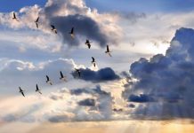 Hemel met avondzon. Vogels vliegen