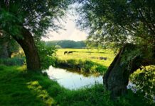 Virtueel wandelen bos met een beekje
