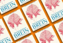 Boekentip: Het kwetsbare brein Cover het kwetsbare brein